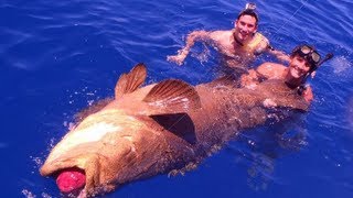 Giant Goliath Grouper 400+ POUNDS!!!