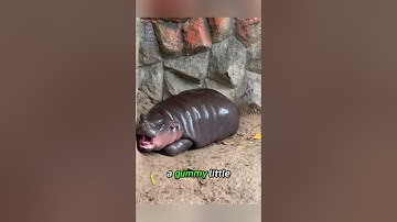 She Bit the Zookeeper’s Butt??! 🦛😂 Meet Moo Deng the Savage Baby Hippo #animals #wildlife #moodeng