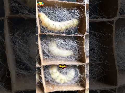 كيف تصنع دودة القز الحرير