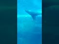 amazing walrus swims underwater