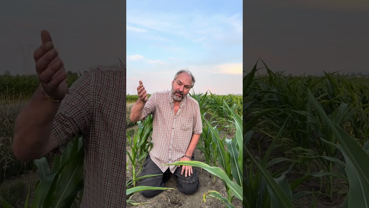 Permaculture (désherber?): 2ième partie: agriculture intensive mécanisée