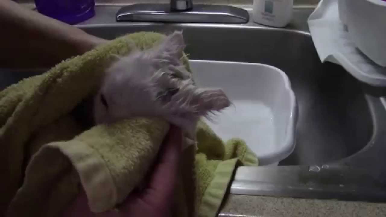 Seven week Old Kittens First Bath YouTube