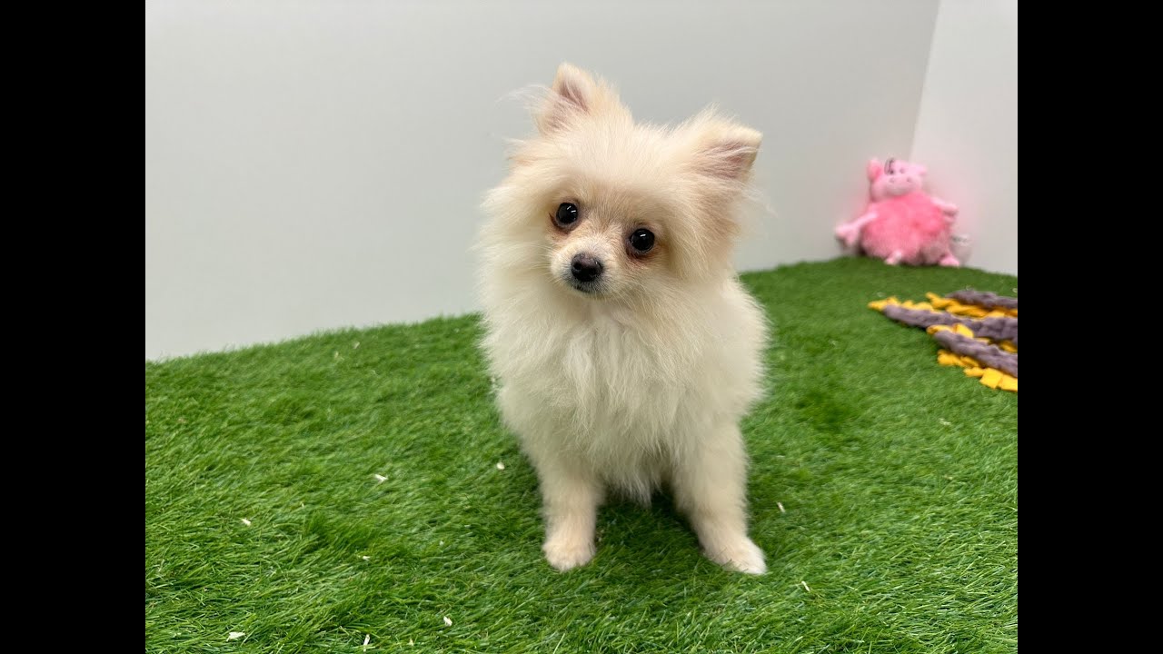 Chow Pomeranian Japanese Spitz Mix For Sale Japanese Spitz