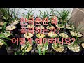 한국춘란 가격이 왜 하락하는가? 어떻게 해야할까?