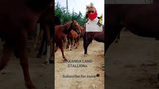 #cnnnews #horsepower  #haveitoldyoulatelythatiloveyou #moon am over the moon.. please subscribe 🙏