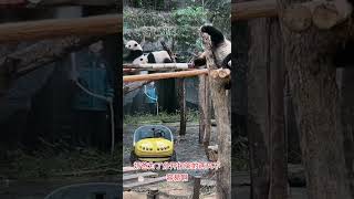 #大熊猫 重庆大熊猫四喜丸子-奶爸为了分开打架的猫猫用尽了办法