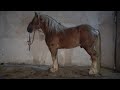 Caii lui Nicu Carlia de la Bogei, Bihor - 2023 Nou!!!