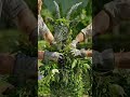 animal craft don't miss the #nature #ekmotahathighumechala #youtube