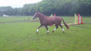 15.2/3hh 4 years mare - Kings Master x Ramiro B