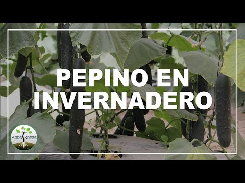 Video: Razones Para La Aparición De Amargura En Pepinos De Invernadero