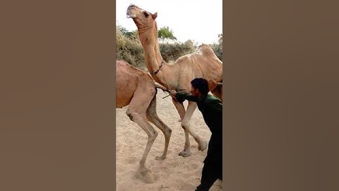 Camel lovely  feeding ther desert#animals #video#viral