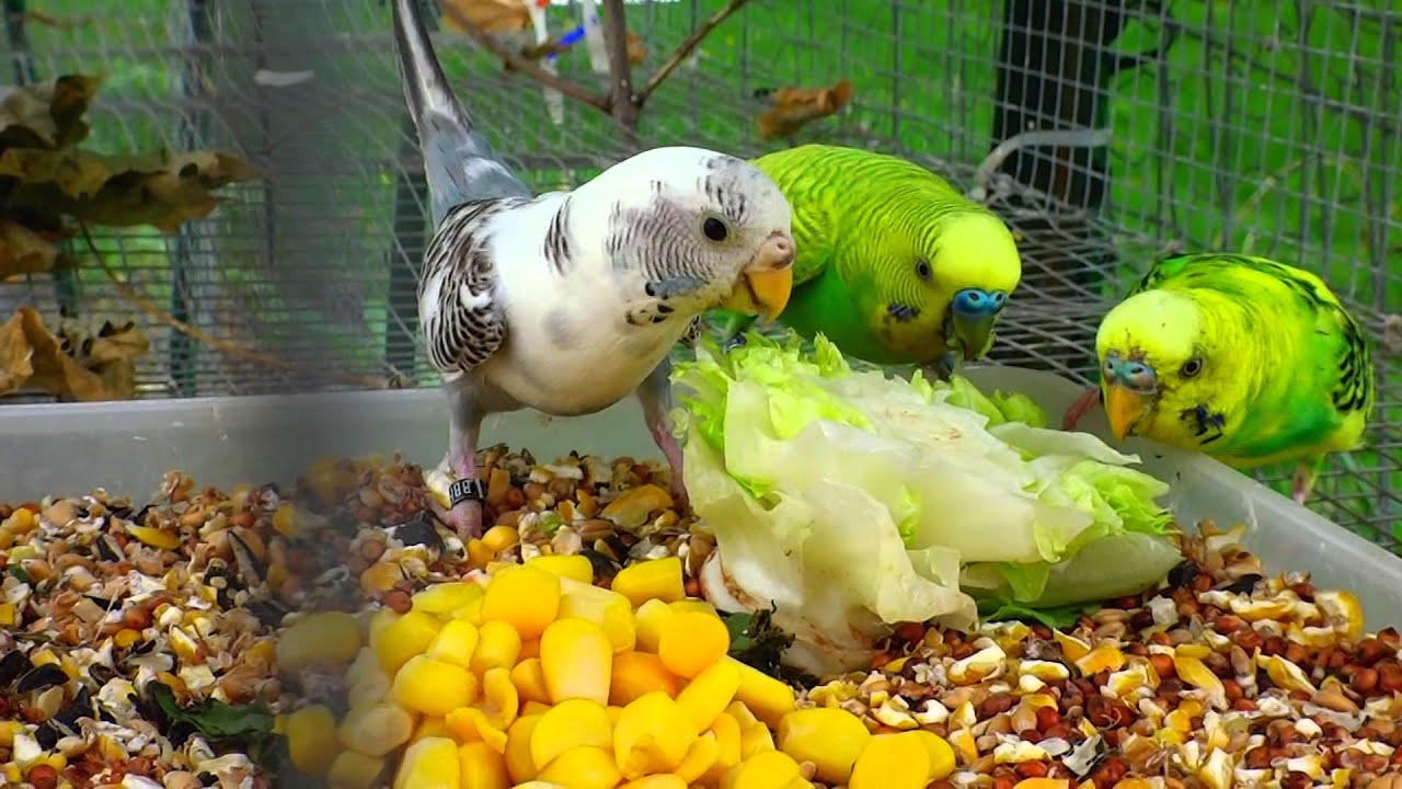 Budgie/Parakeet Pair Eatting Lettuce And Corn(Волнистых попугаев) YouTube