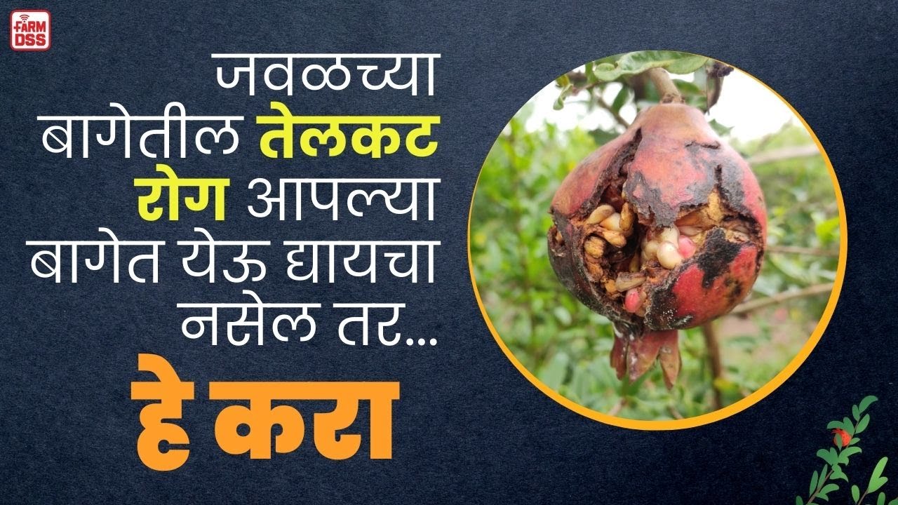 प्रश्न क्रमांक 98 - जवळच्या बागेतील तेलकट रोग आपल्या बागेत येऊ द्यायचा नसेल तर... हे करा . @BTGore