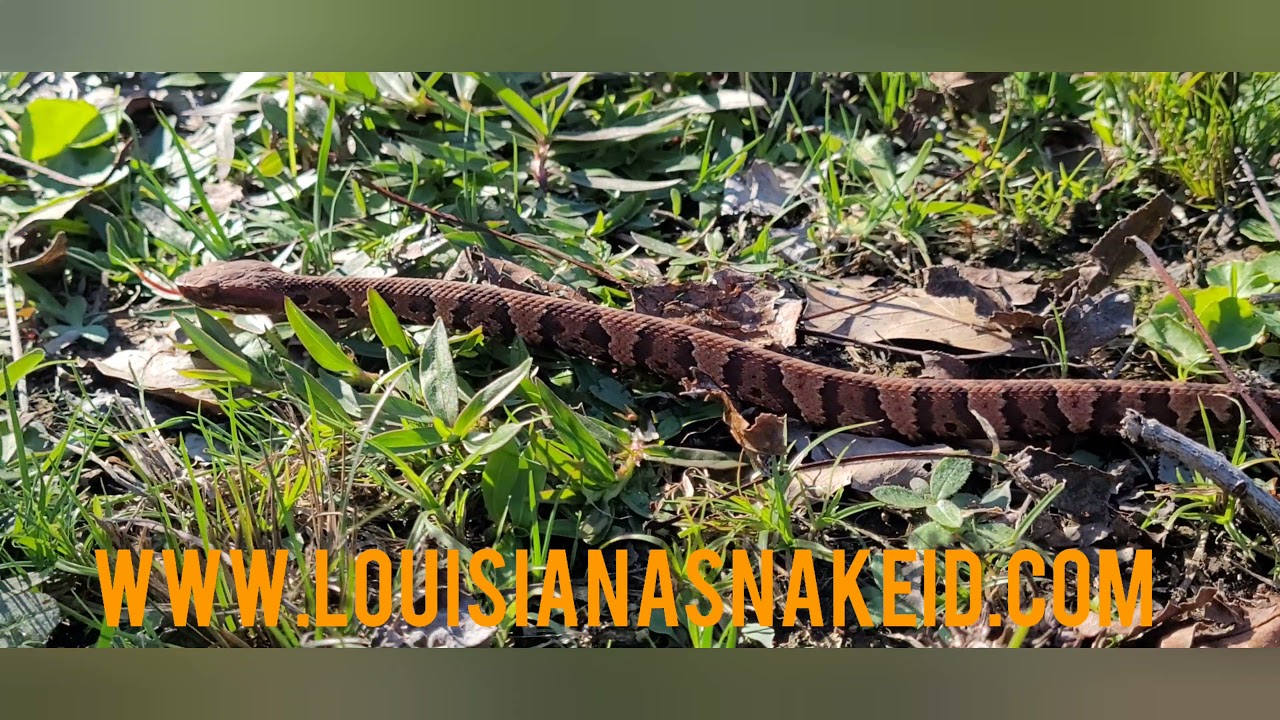 venomous juvenile cottonmouth water moccasins YouTube