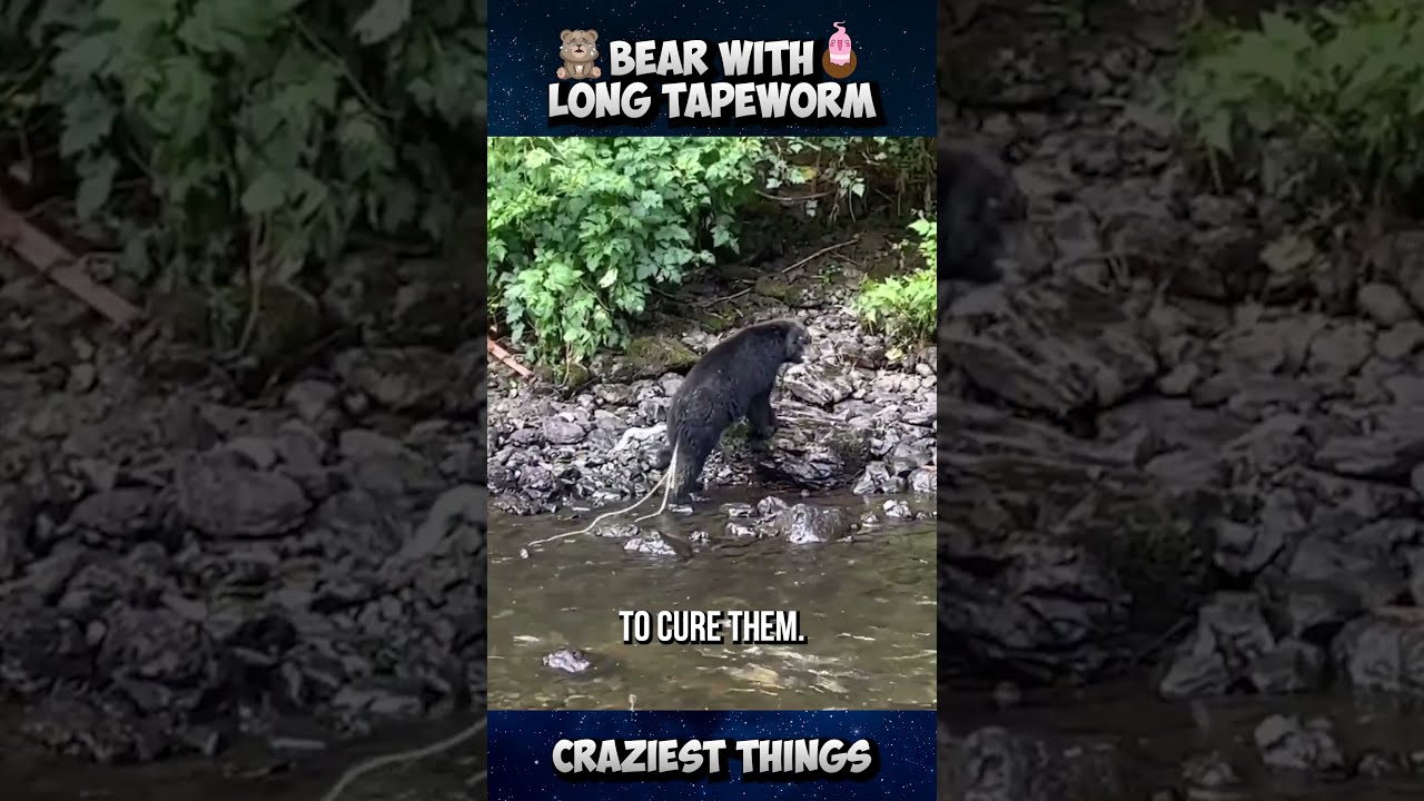 This Is The Most Terrifying Parasite For Bears Craziest Things Part 35 Viral Trending Animals