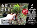 里山で好素材を山採り 根芸盆栽の作り方 初心者の盆栽日記【Bonsai diary 盆栽日記 1/2】ヒサカキ bonsai beginners Eurya japonica EOS R5撮影