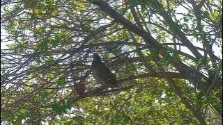 مادی کی سیٹی چیک کریں۔