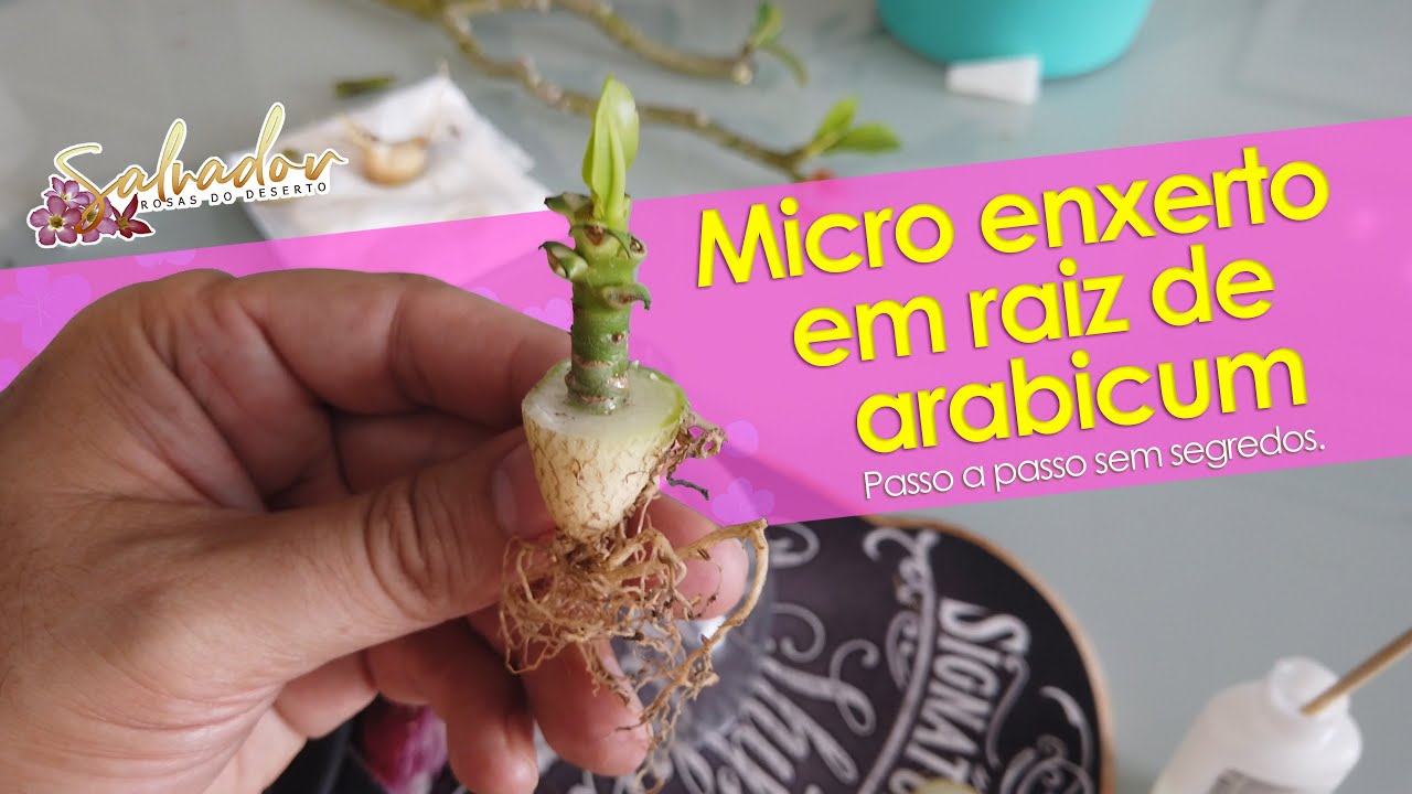 Aproveite as raízes de sua Rosa do Deserto para fazer um tipo de enxerto diferente.