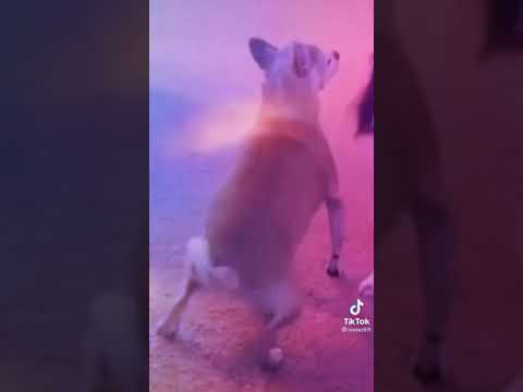 วีดีโอ: ความแตกต่างระหว่างสุนัขกับหมาป่า