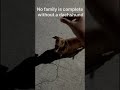 No family is complete without a dachshund #dog #pets #dachshund #tamil