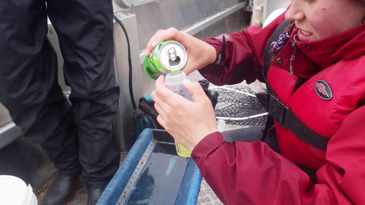 CCFFR-SCL 2021 - Do carbonated beverages reduce bleeding from gill injuries in angled Northern Pike?