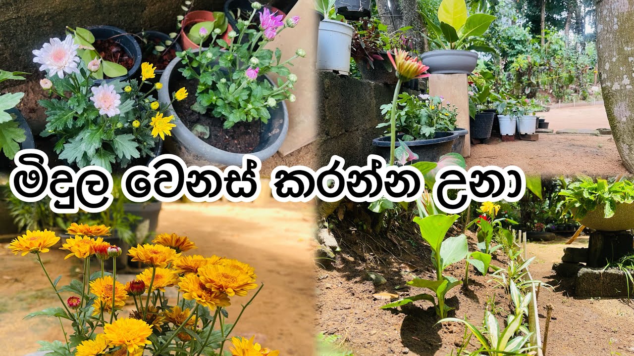 මිදුල වෙනස් කරන්න උනා. #gardendesign 🪴🌺