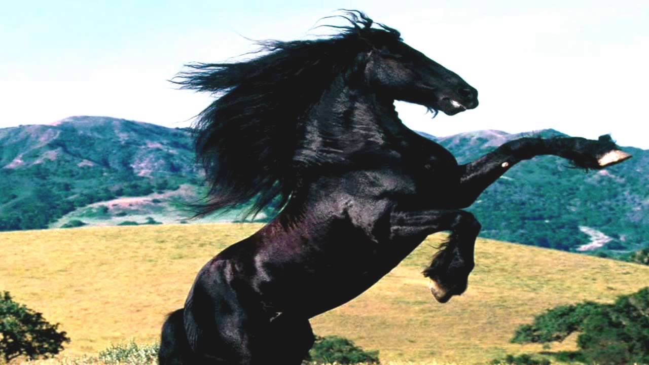 Horse sounds vol. 4 YouTube