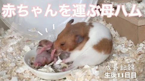 ゴールデンハムスター赤ちゃんの成長記録 生後1日から31日まで Mp3