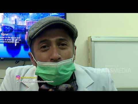 Video: Masalah Denyutan Jantung (Fibrillation And Flutter) Pada Kucing