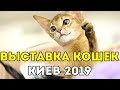 ВЫСТАВКА КОШЕК И КОТОВ В КИЕВЕ 2019 😸