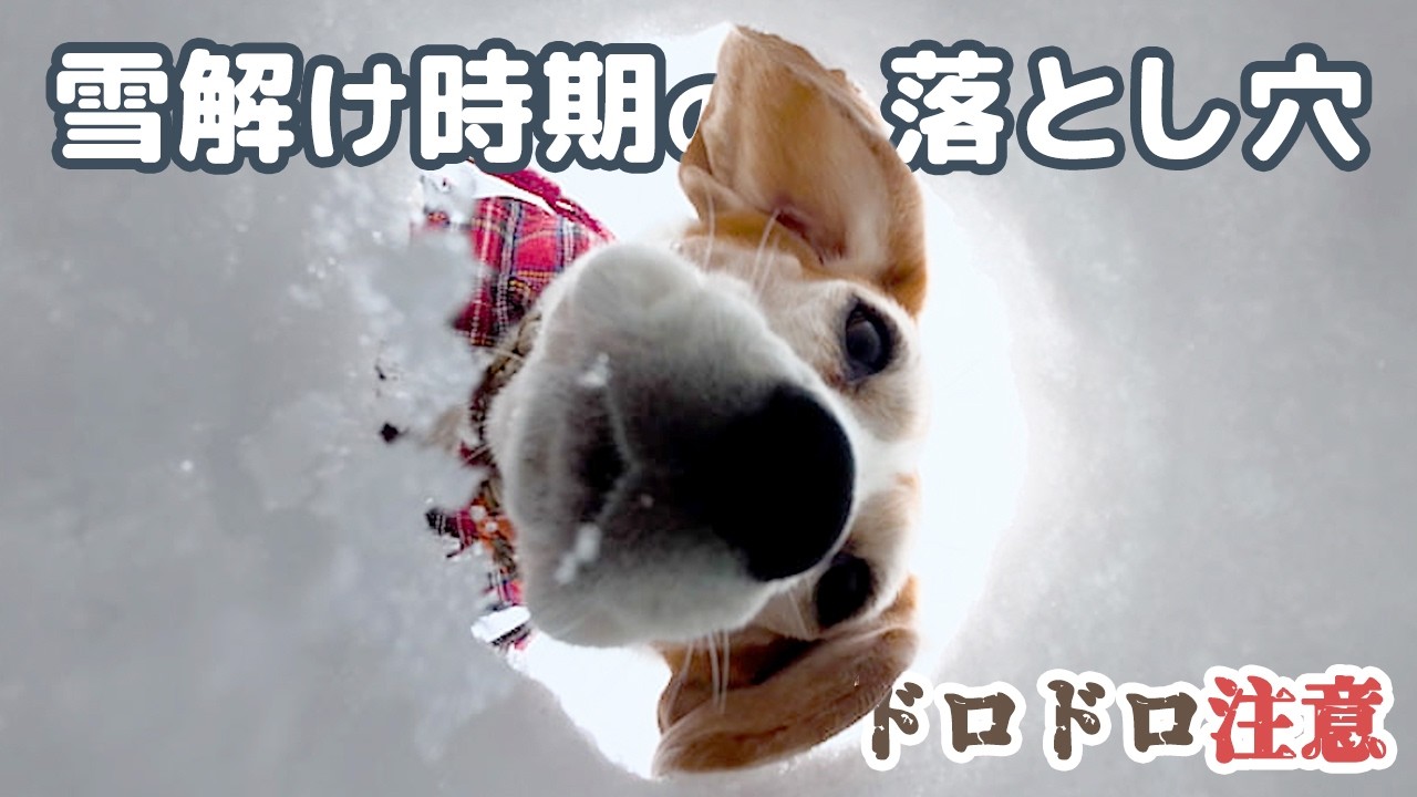 【雪中キャンプ】と泥キャンプは紙一重。雪解けの福島で今季最後の雪遊び
