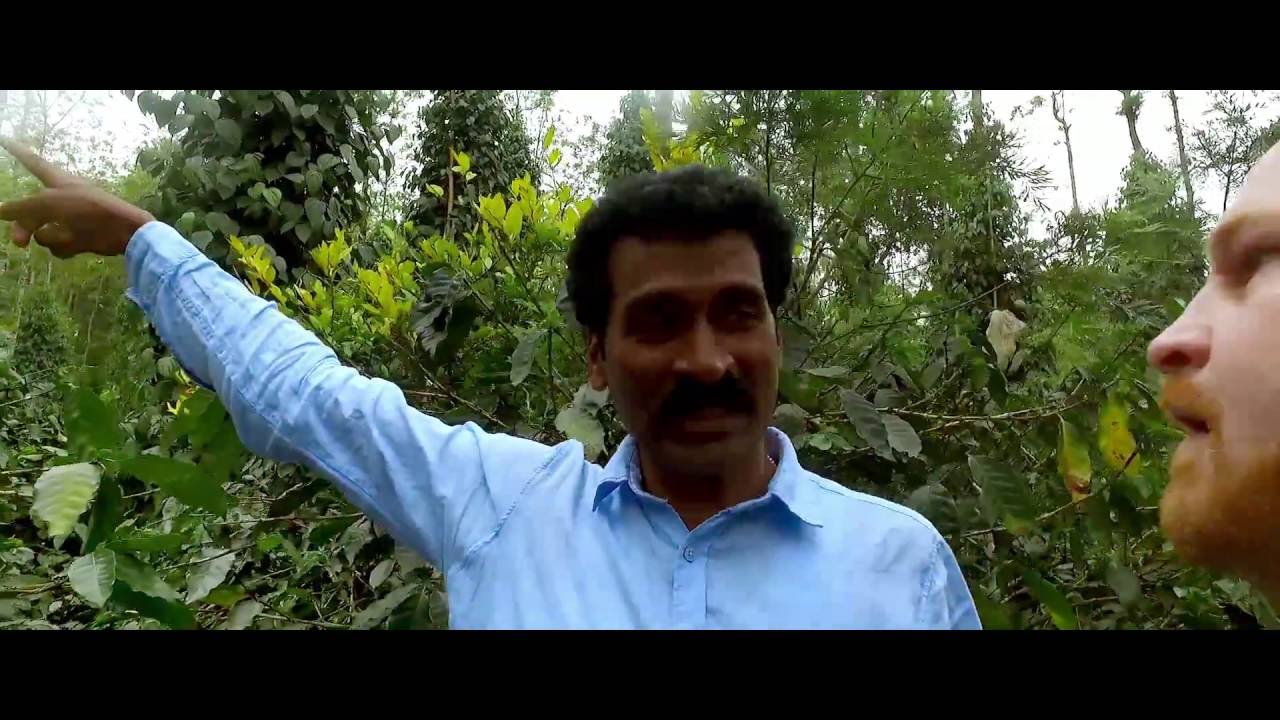 Fredrik Malmstedt exploring Tellicherry black pepper part 1