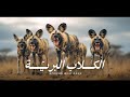 الكلاب البري ة الإفريقية الصيادين الأمهر في العالم أسرار وعجائب القصة كاملة وثائقي 