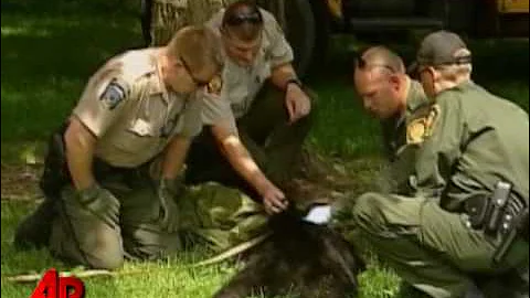 Raw Video: Bear Falls Out of a Tree