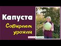 Белокочанная капуста. Собираем урожай