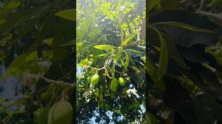 Aam ka season = Khush rehne ka reason 🤣 #mango #mango #bihar #mangomastani #biharifood