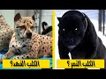 اندر واغلى 8 كلاب فى العالم(لن تصدق انهم موجودين بالفعل)