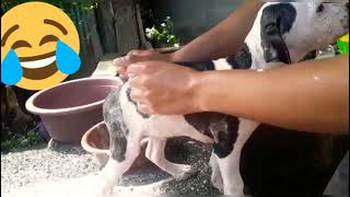 Así se baña un perrito pitbull 😂🤣😁
