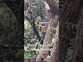 Wild Birds and the Word of God