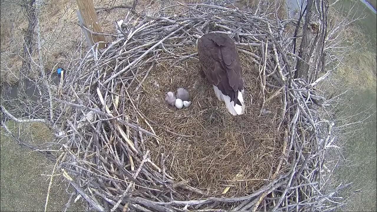 Xcel Energy Fort Saint Vrain Eagle Cam 13.04.2022 YouTube