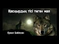 Қасқырдың тісі тиген…. Оқыған:Берікбай Шұғайыпұлы