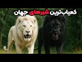 ۷ شیر نادر و منحصر به فرد جهان  گونه هایی از آخرین بازماندگان شیر که تا حالا ندیده اید  نجومي