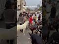 Meerut Daily Mandi #azharvlogs #goat #bakr #animals #qurbani #qurbani2026 #viral #viralvideo #shorts
