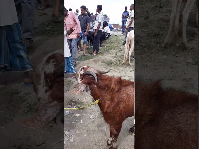 Barpeta hassan goat and bird farm class=