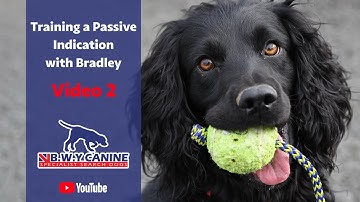 Training a Passive Indication with Bradley (Video 2)
