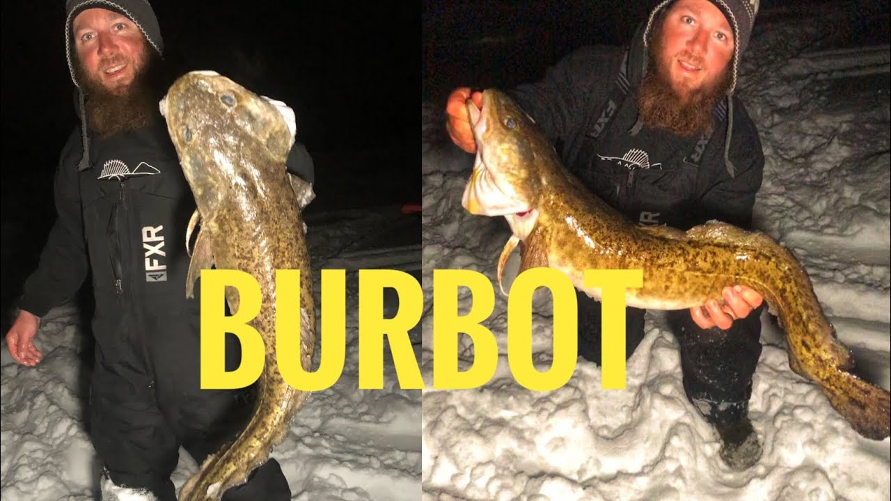 BURBOT ice fishing! New Personal best! YouTube