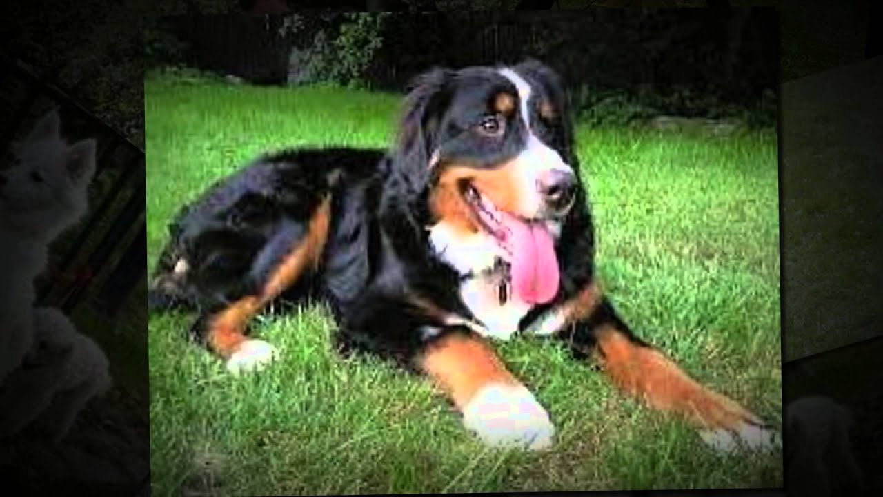 Dog Trainers Bergen County NJ YouTube