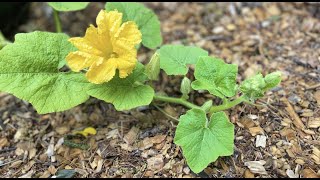 春末夏初的小院-2023年5月｜Backyard Dreamer康州小菜园