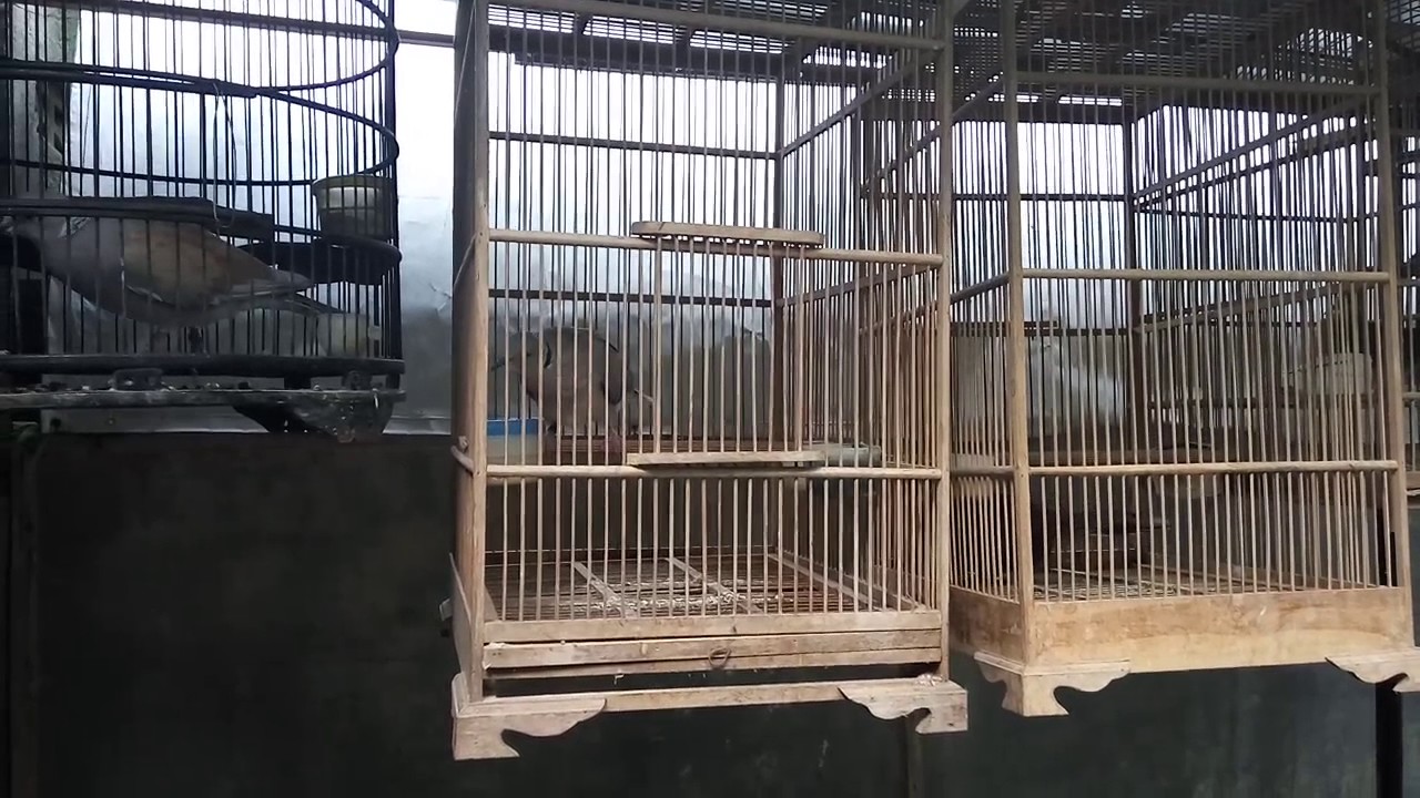 Aneka hybrid burung Puter 