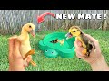 RESCUED BABY DUCK GETS A NEW FRIEND !